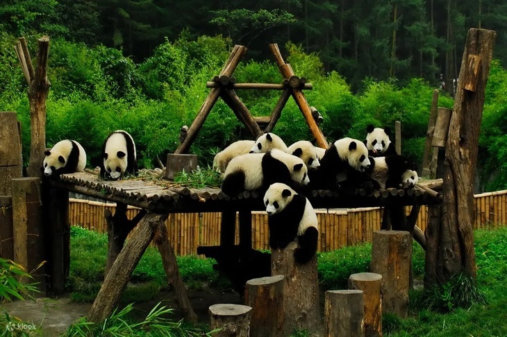 Du Lịch Trung Quốc: Hà Nội - Thành Đô - Cửu Trại Câu - Công Viên Gấu Trúc 5 Ngày Bay Sichuan Airlines